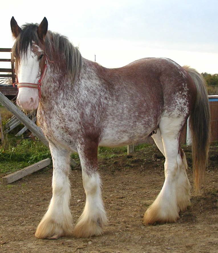 Clydesdale Horses For Sale